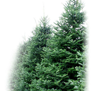 Christmas Trees